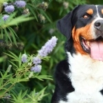 Greater Swiss Mountain Dog widescreen