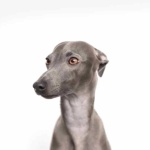 Greyhound download