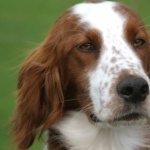 Irish Red and White Setter cute