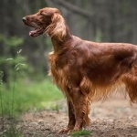 Irish Setter desktop wallpaper