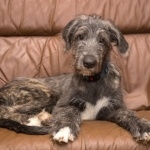 Irish Wolfhound high definition wallpapers