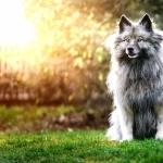 Keeshond pic