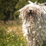 Komondor high definition photo