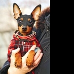 Miniature Pinscher pic