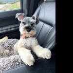 Miniature Schnauzer full hd