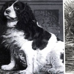 Norfolk Spaniel pic