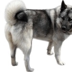 Norwegian Elkhound image