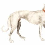 Old Croatian Sighthound widescreen