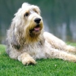 Otterhound hd pics