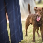 Patterdale Terrier free download