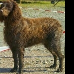 Pont-Audemer Spaniel new photos