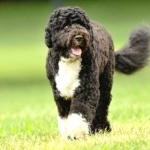 Portuguese Water Dog image