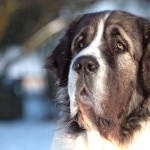 Pyrenean Mastiff hd pics