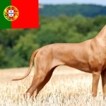 Rhodesian Ridgeback 2025