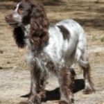 Russian Spaniel desktop