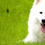 Samoyed breed free download