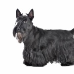 Scottish Terrier free