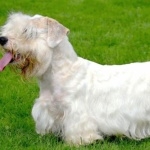 Sealyham Terrier 2025