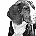 Serbian Tricolour Hound wallpapers hd