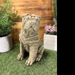 Shar Pei images