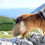 Shetland Sheepdog images