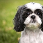 Shih Tzu high definition photo