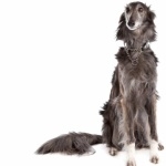 Silken Windhound hd photos