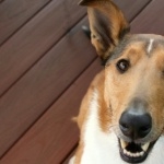 Smooth Collie hd wallpaper