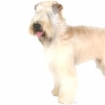 Soft-Coated Wheaten Terrier photo