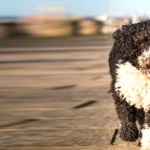 Spanish Water Dog wallpapers