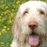 Spinone Italiano new wallpaper