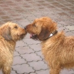 Styrian Coarse-haired Hound image