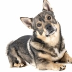 Swedish Vallhund images