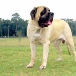 Terceira Mastiff high quality wallpapers