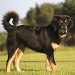 Tibetan Mastiff pics