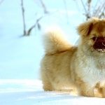 Tibetan Spaniel high quality wallpapers