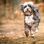 Tibetan Terrier new wallpapers