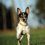 Toy Fox Terrier wallpapers hd