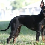 Toy Manchester Terrier images