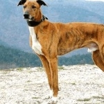 Vanjari Hound image