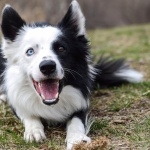 Welsh Sheepdog high definition photo