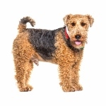 Welsh Terrier image