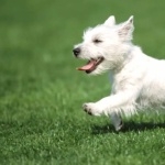 West Highland White Terrier hd wallpaper