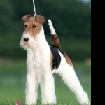 Wire Fox Terrier wallpapers for desktop