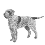 Wirehaired Pointing Griffon breed