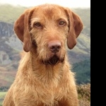 Wirehaired Vizsla pic